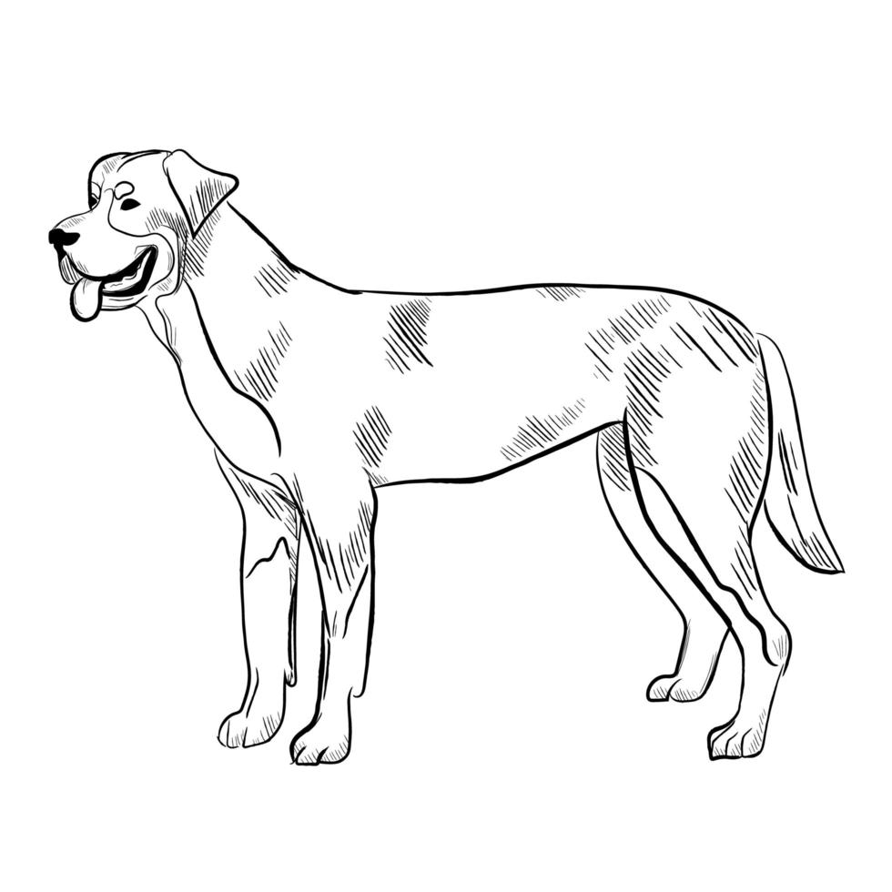 Gran perro de montaña suizo aislado sobre fondo blanco. vector