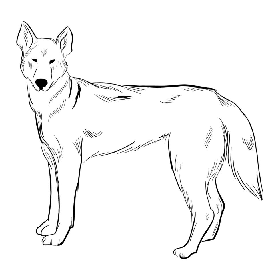 perro dingo aislado sobre fondo blanco. vector