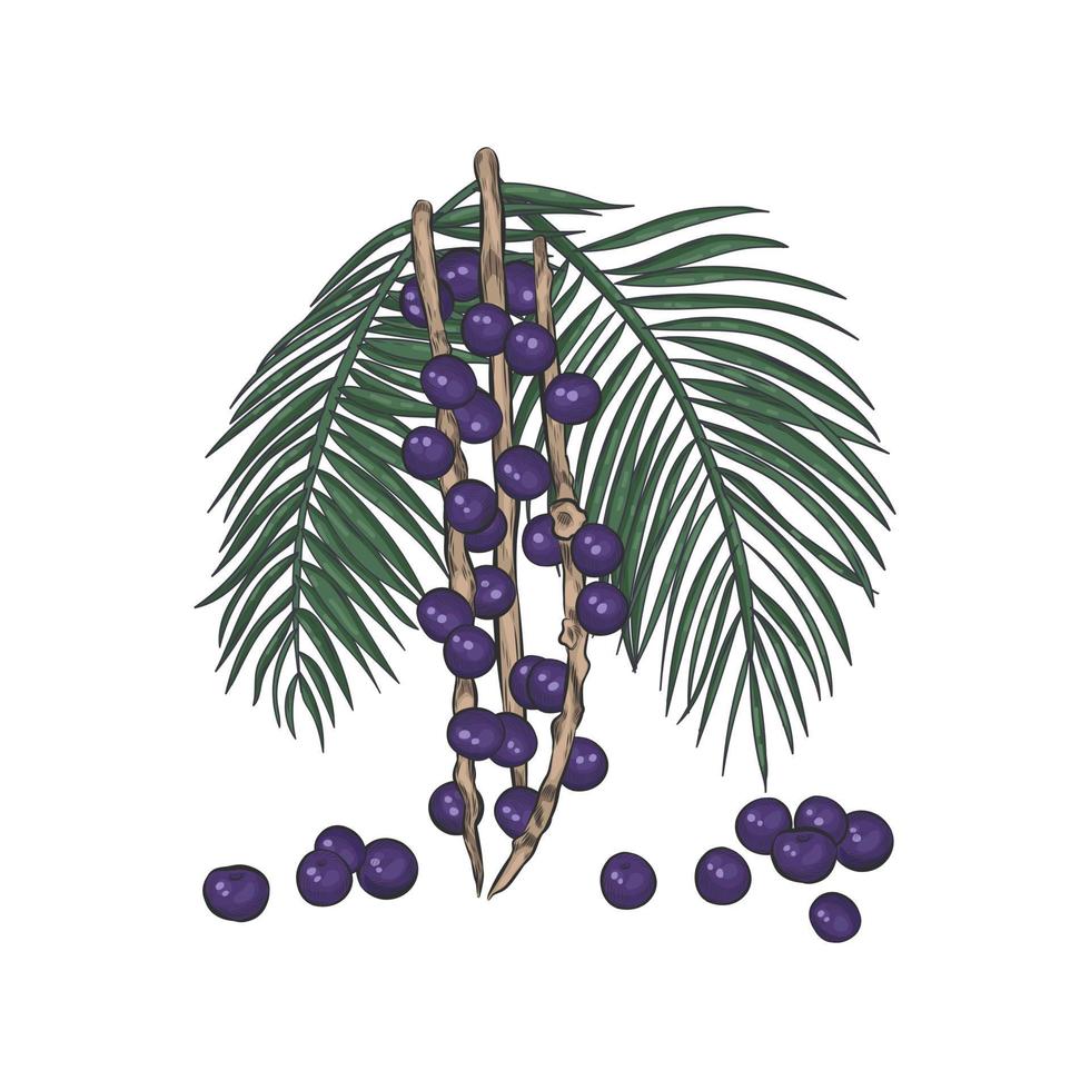 bayas de acai en ramas con hojas ilustración vectorial. vector