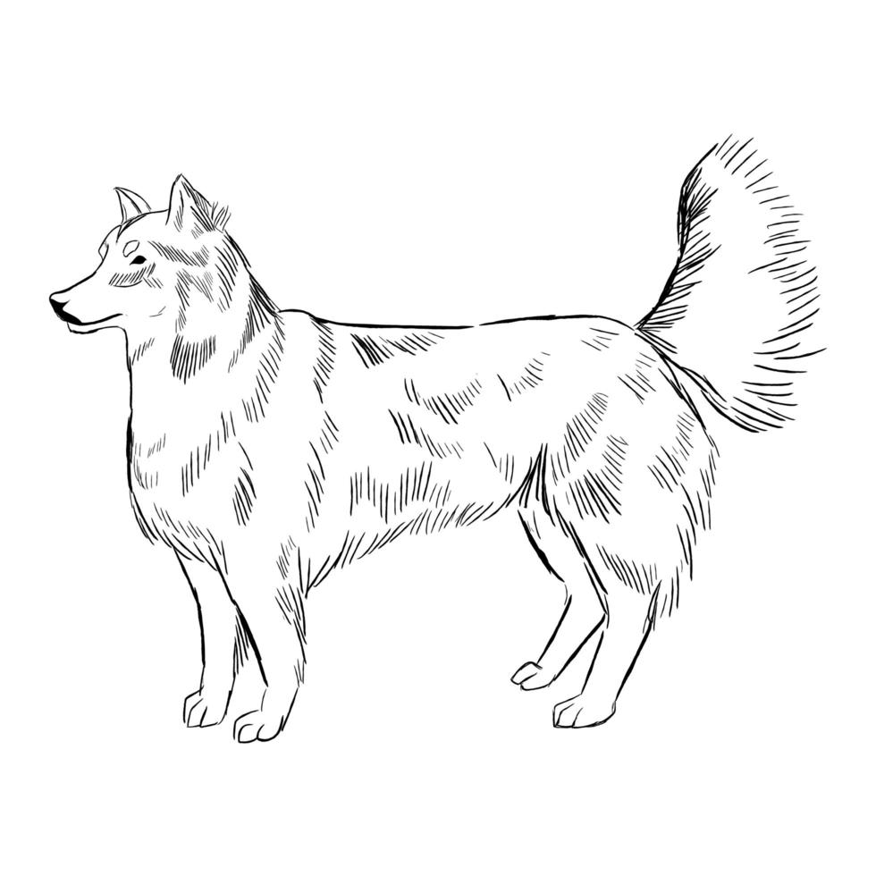 Utonagan dog isolated on white background. 5375791 Vector Art at Vecteezy