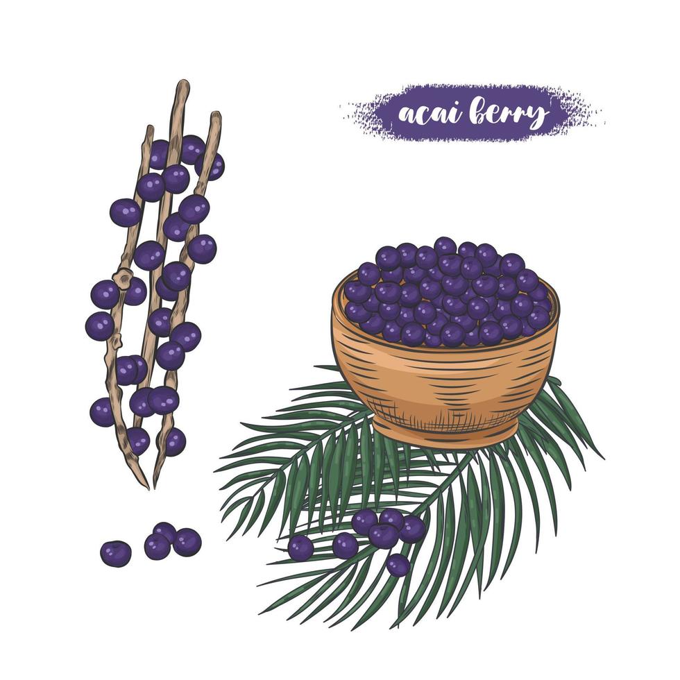 Acai berries on branch and in bowl vector illustration.