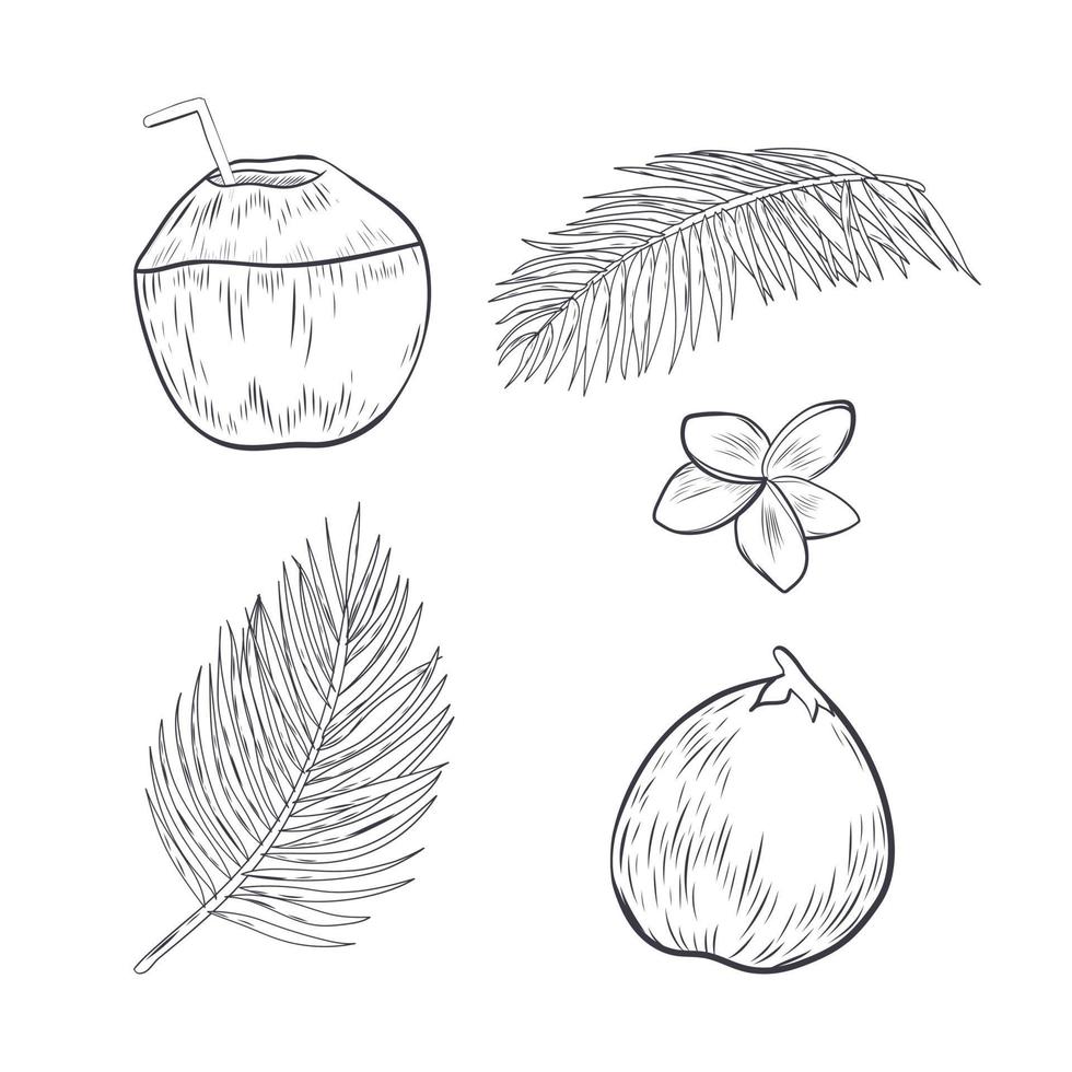 Hand drawn coconut and tropical elements. vector