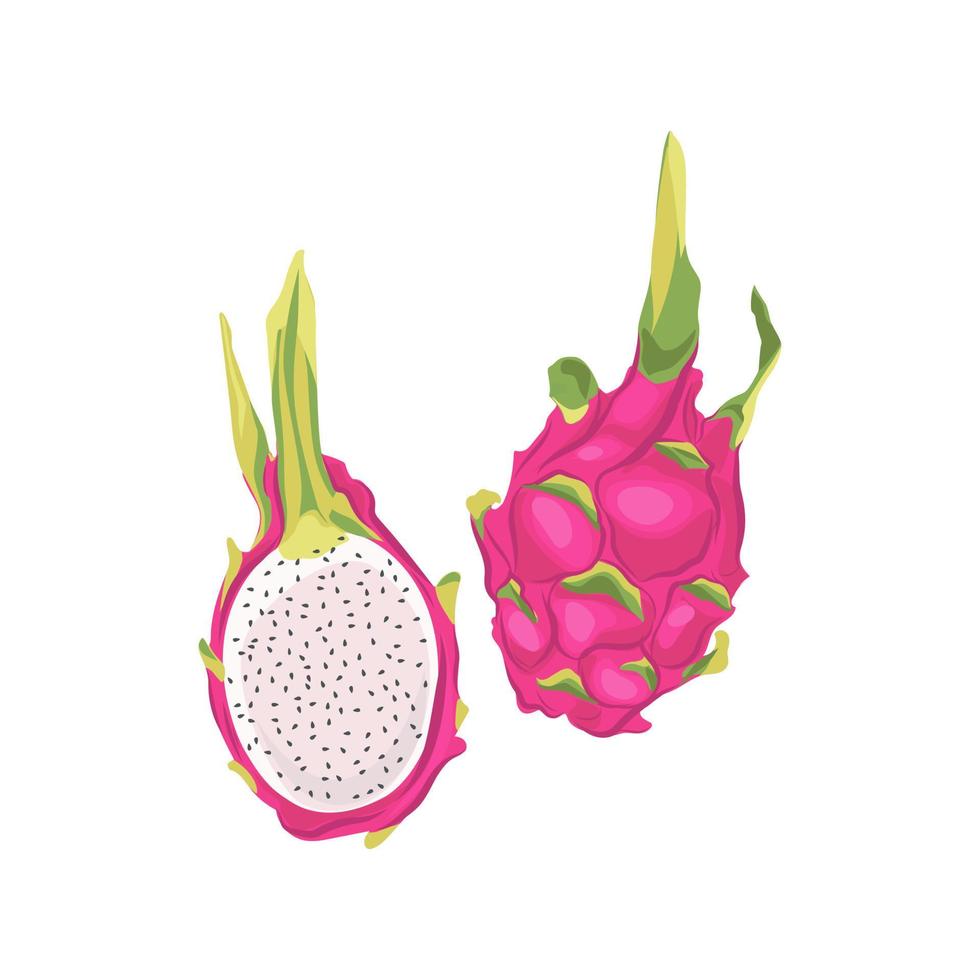 pitaya aislado sobre fondo blanco. Ilustración de vector de fruta de dragón.