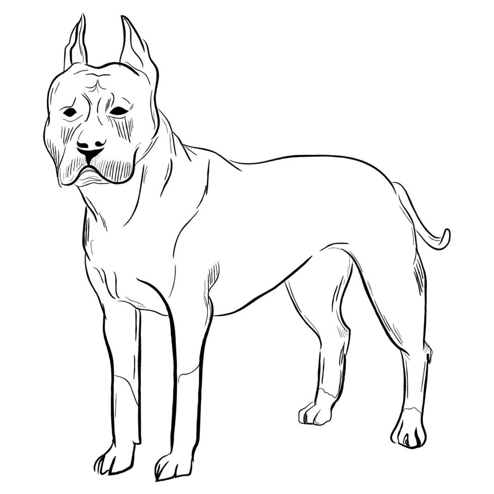 perro staffordshire terrier americano aislado sobre fondo blanco. vector