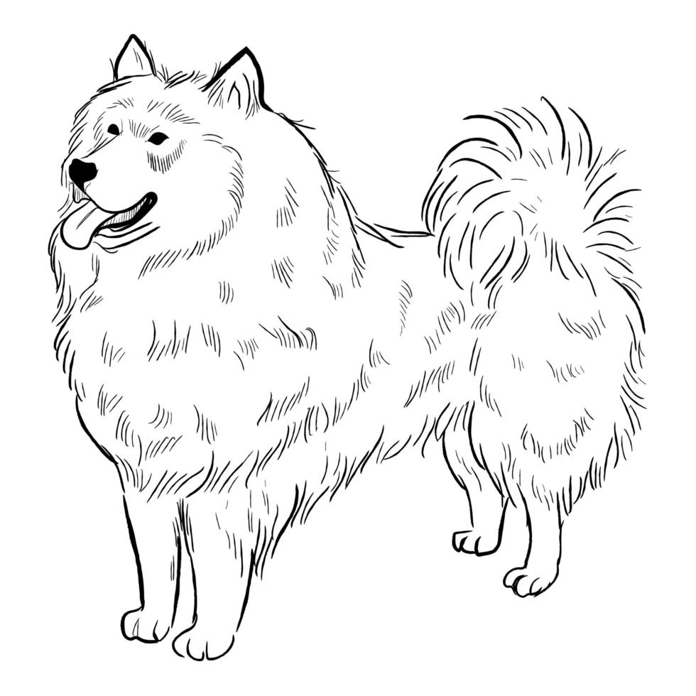 perro samoyedo aislado sobre fondo blanco. vector