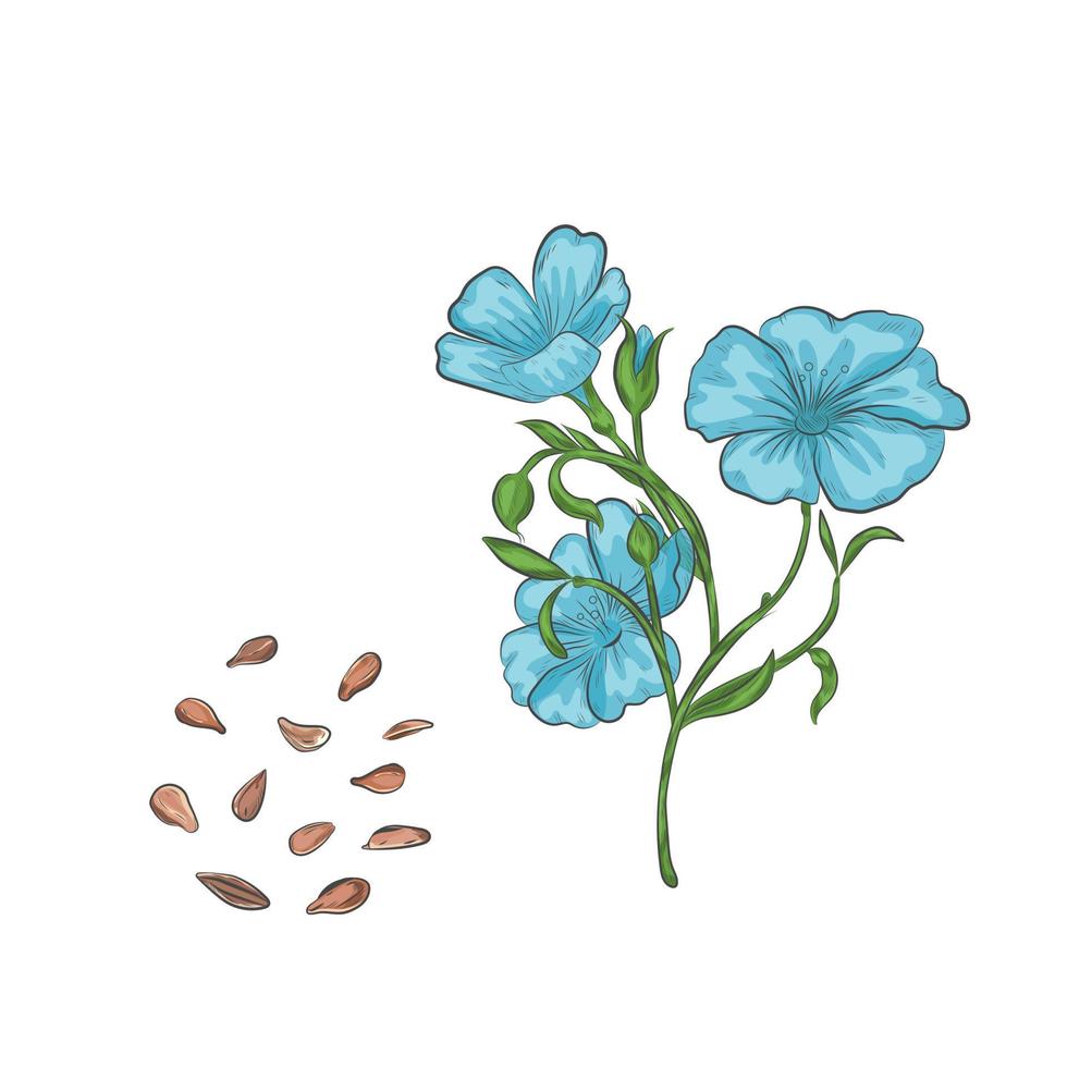 Flax seeds and blooming plant vector illustration.