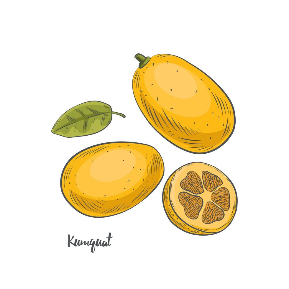 Ilustración de vector de boceto de fruta kumquat.