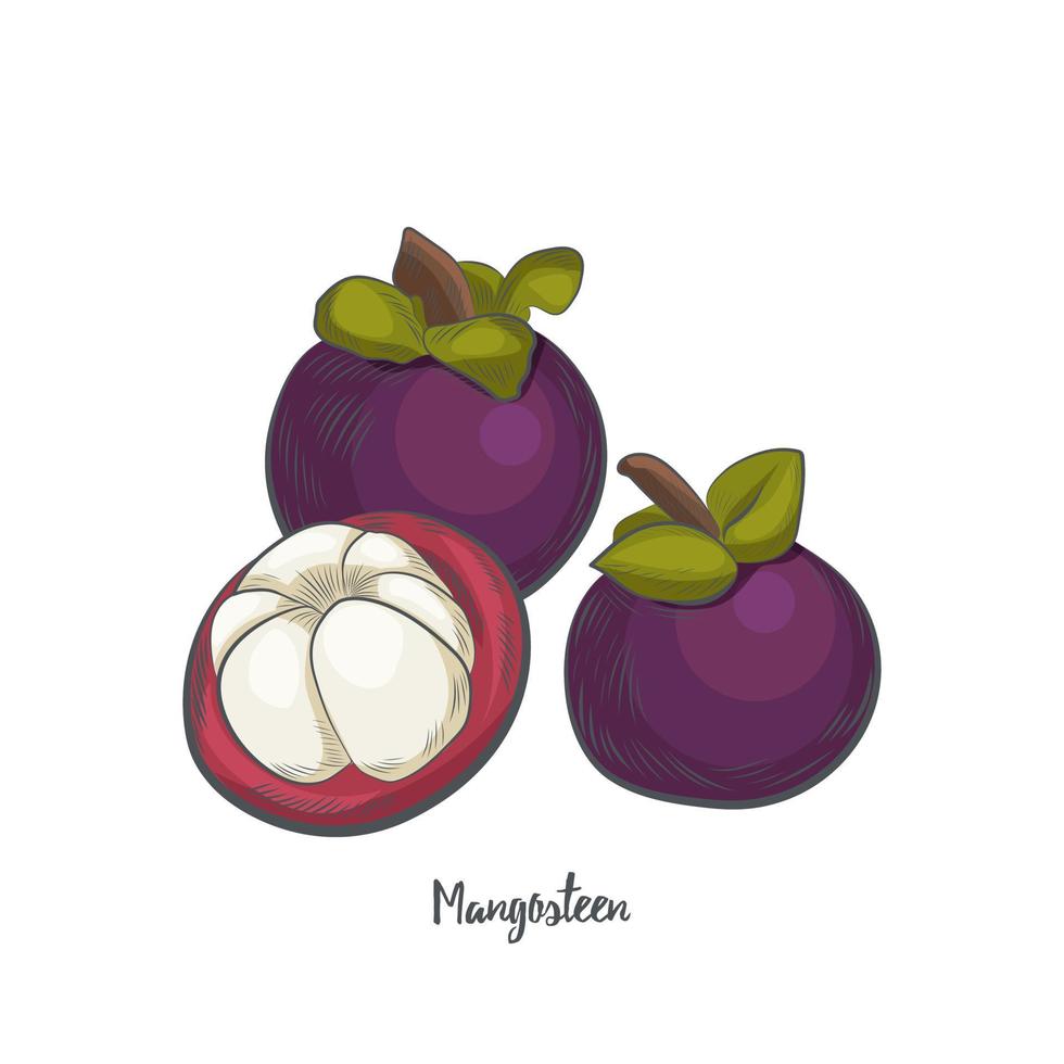 Ilustración de vector de dibujo de fruta de mangostán.