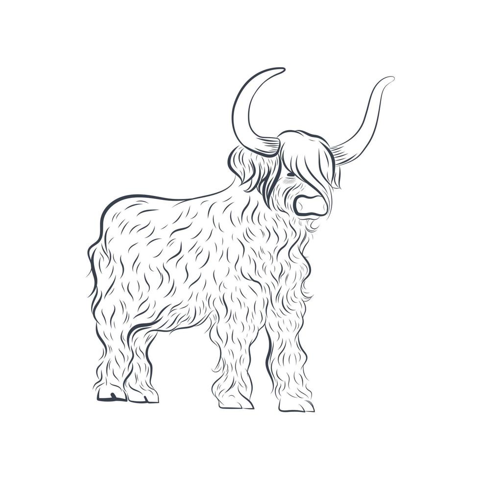 Grunting ox vector illustration.