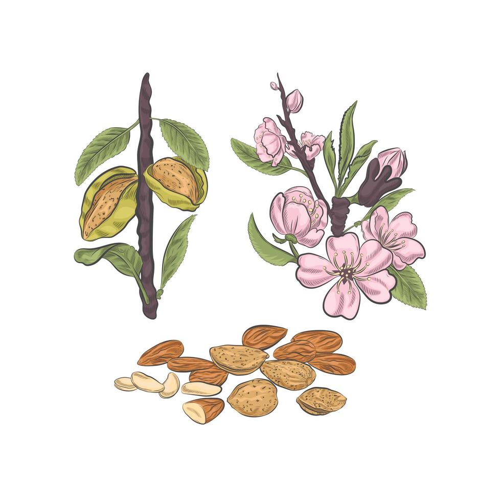 Almonds blossoms and fruits on branch vector sketch.