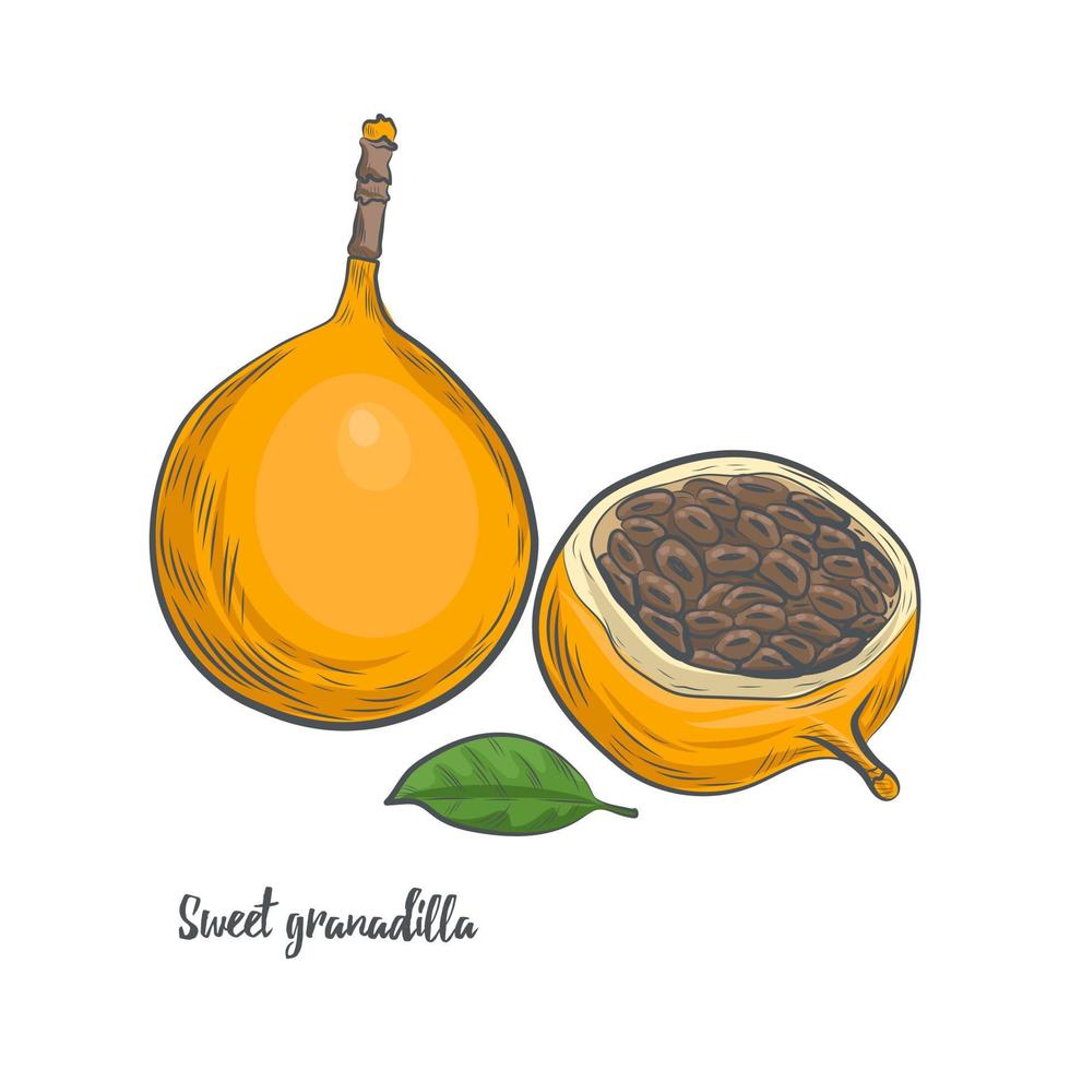 Ilustración de vector de boceto de fruta de granadilla dulce.