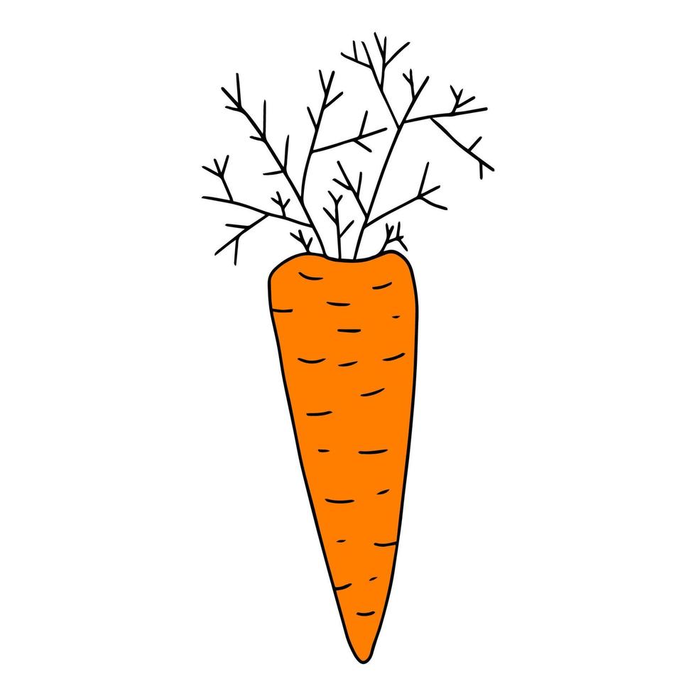 Cartoon doodle linear carrot with leaves isolated on white background. vector