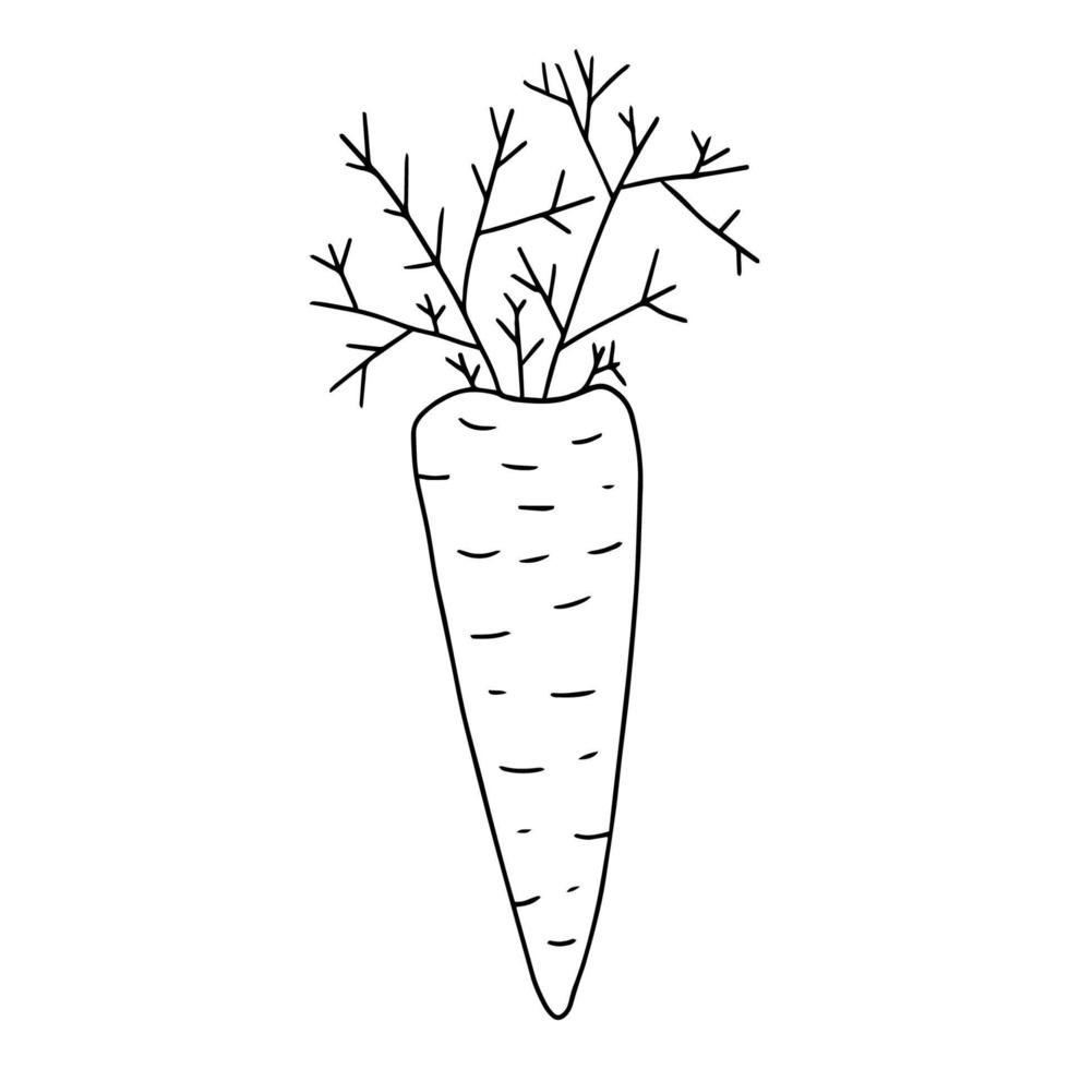 Cartoon doodle linear carrot with leaves isolated on white background. vector