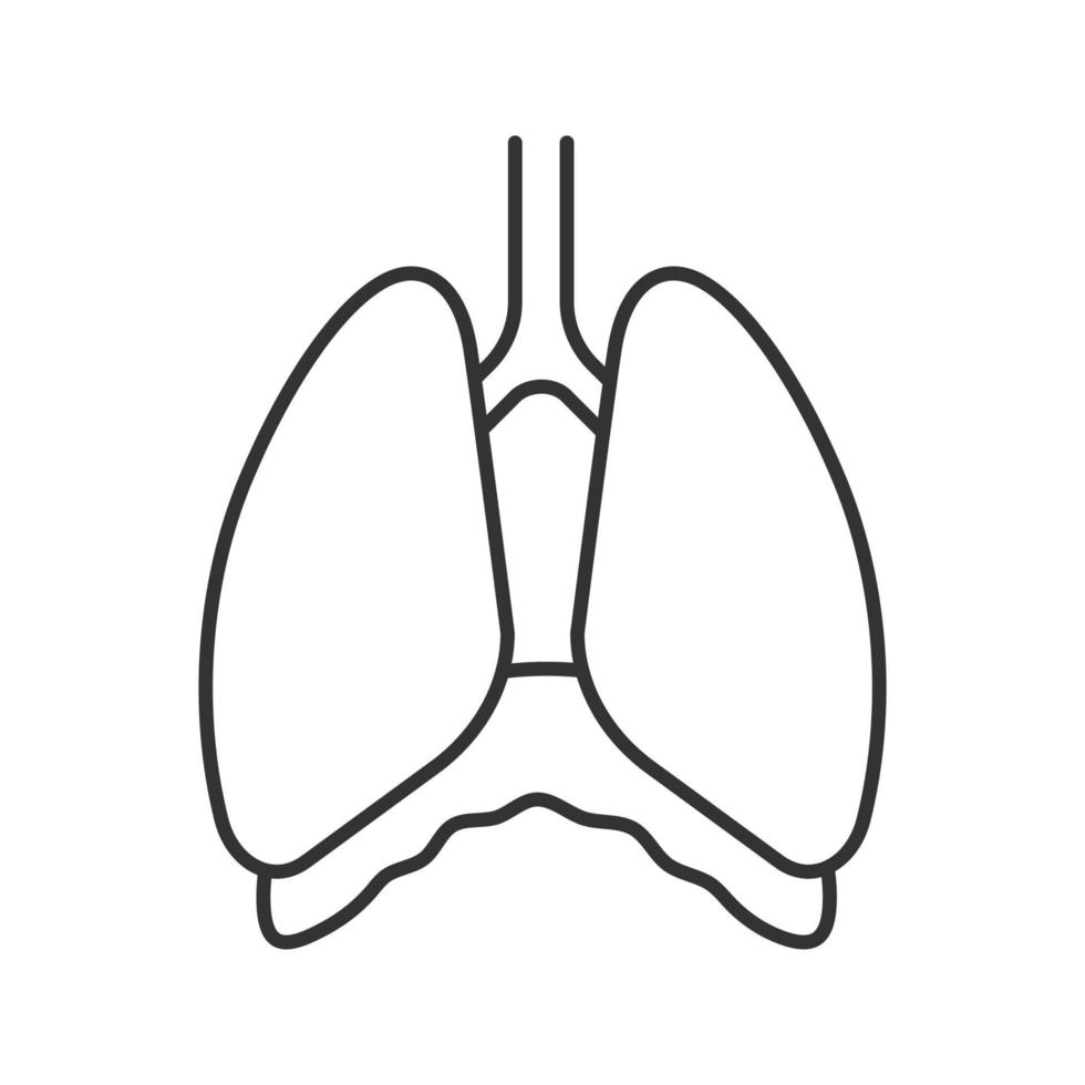 Thoracic cavity linear icon. Diaphragm. Thin line illustration. Human lungs. Contour symbol. Vector isolated outline drawing