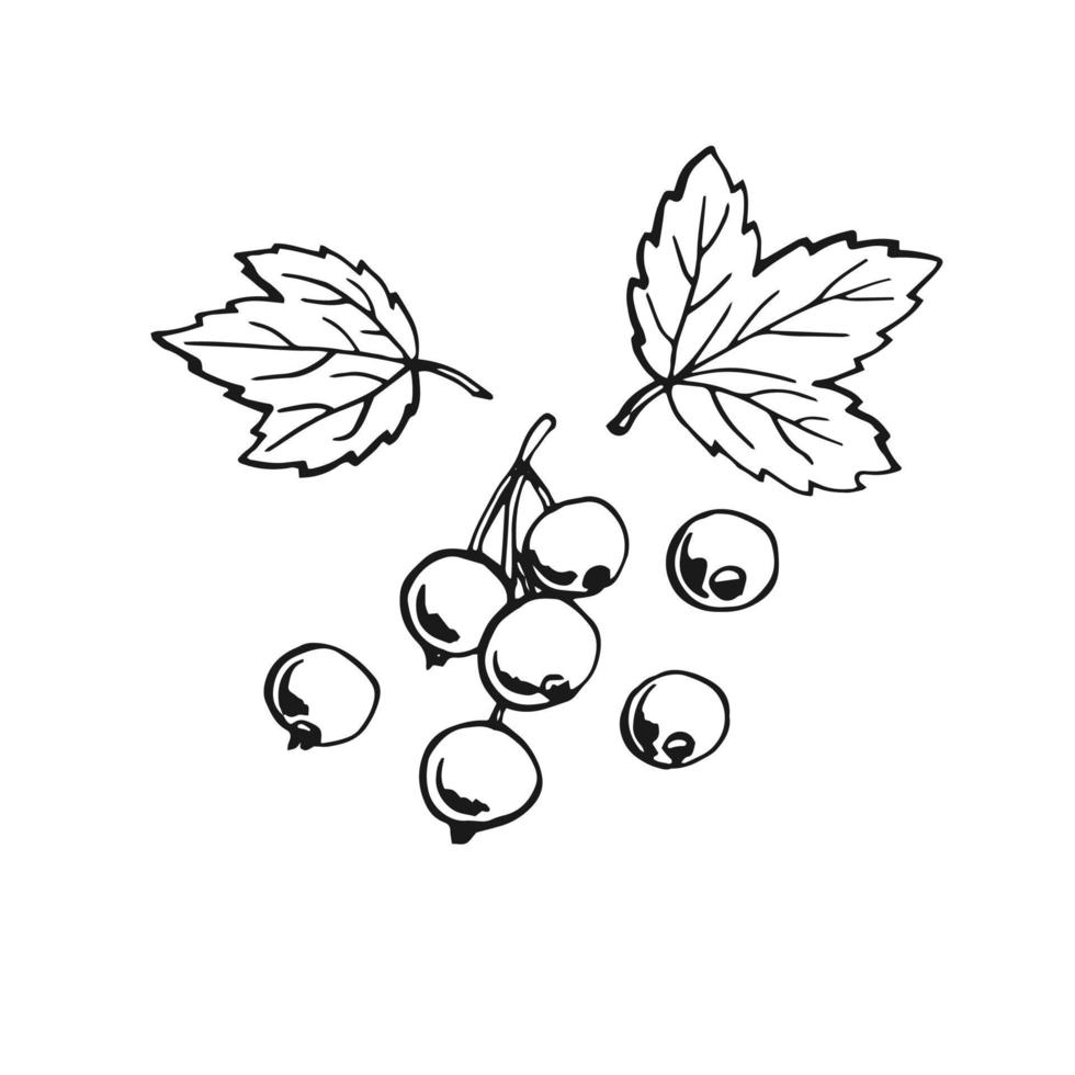 Blackcurrant. Hand drawn illustration converted to vector. vector