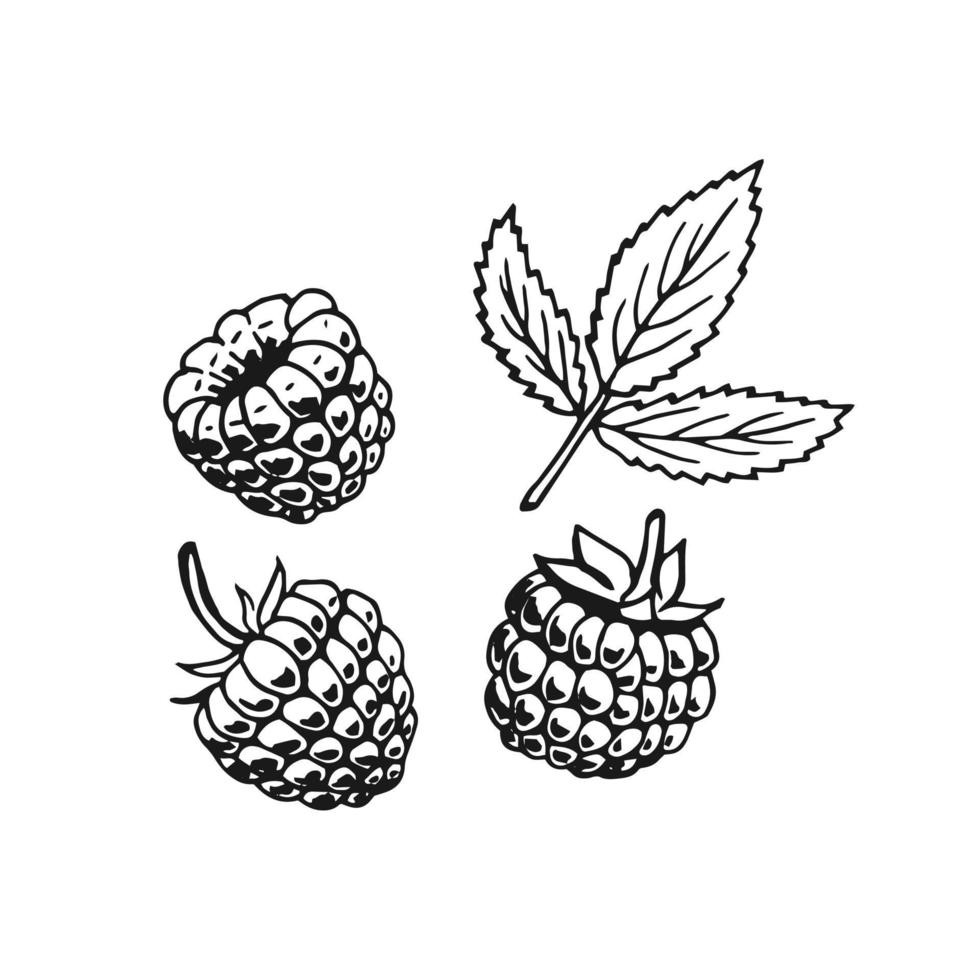 Raspberry. Hand drawn illustration converted to vector. vector