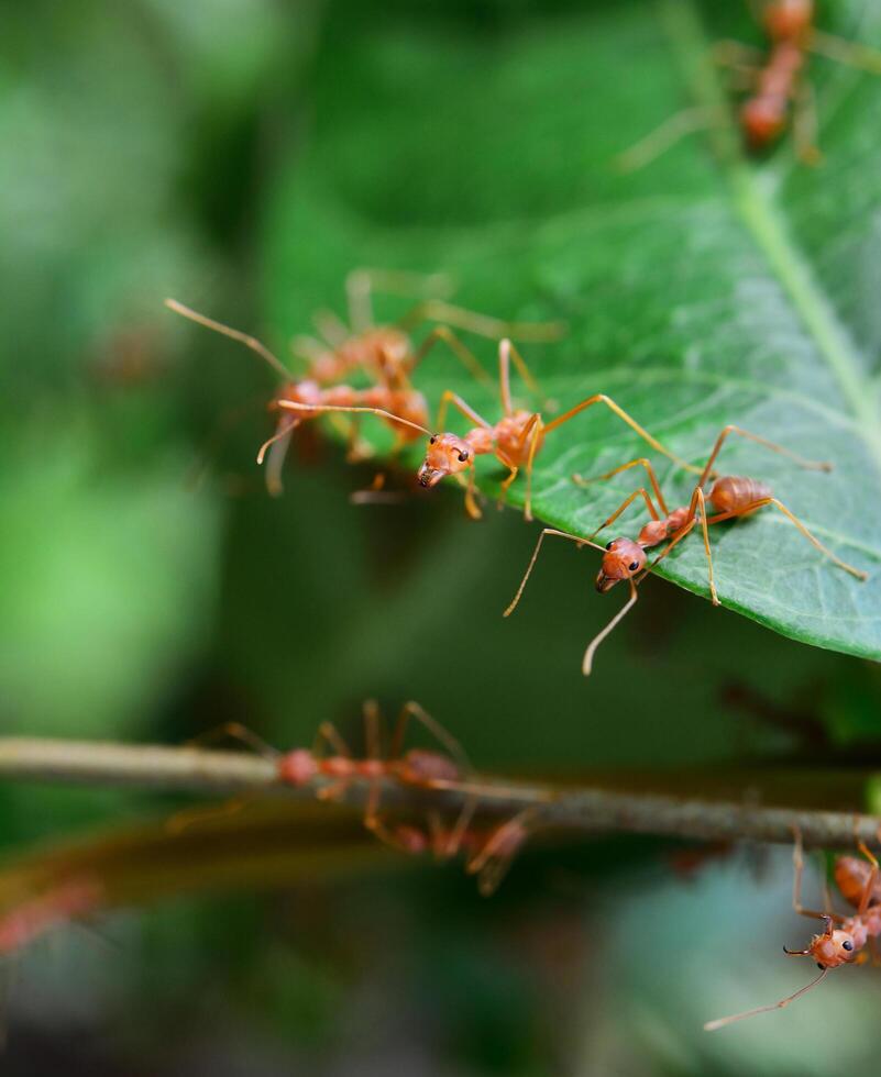 Close up of red ant on plant photo