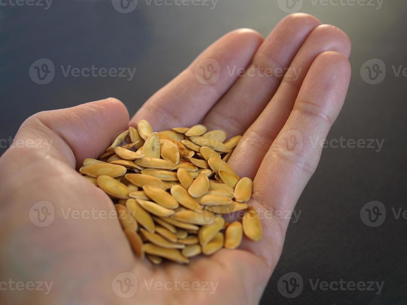 Toasted melon seeds photo