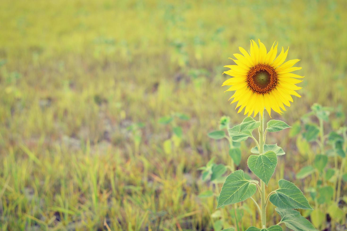 Beautiful landscape sunflower in garden photo
