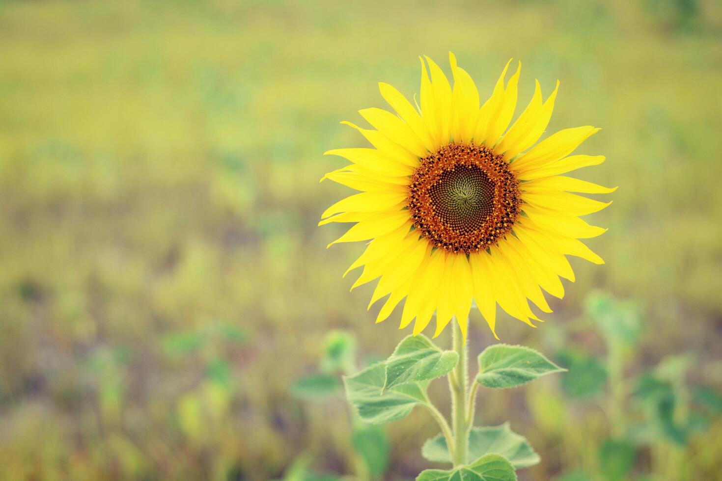 hermoso paisaje de girasol en el jardín foto