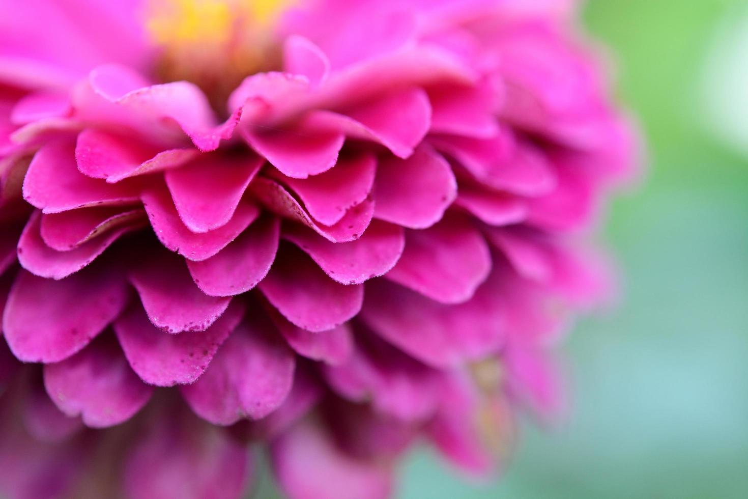 close-up beauty gebera flower photo