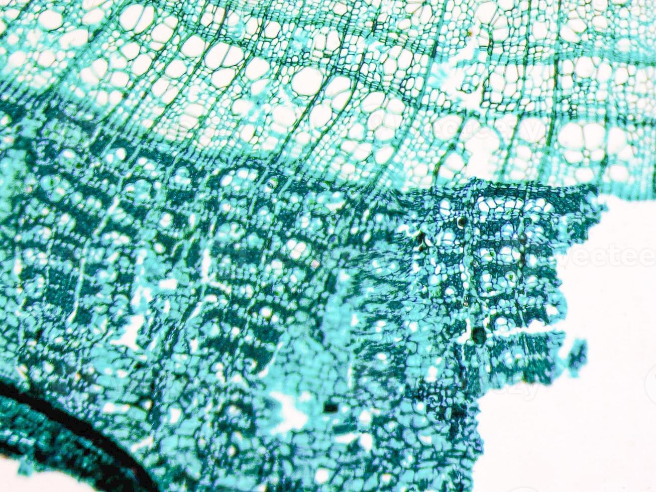 Tilia stem micrograph photo