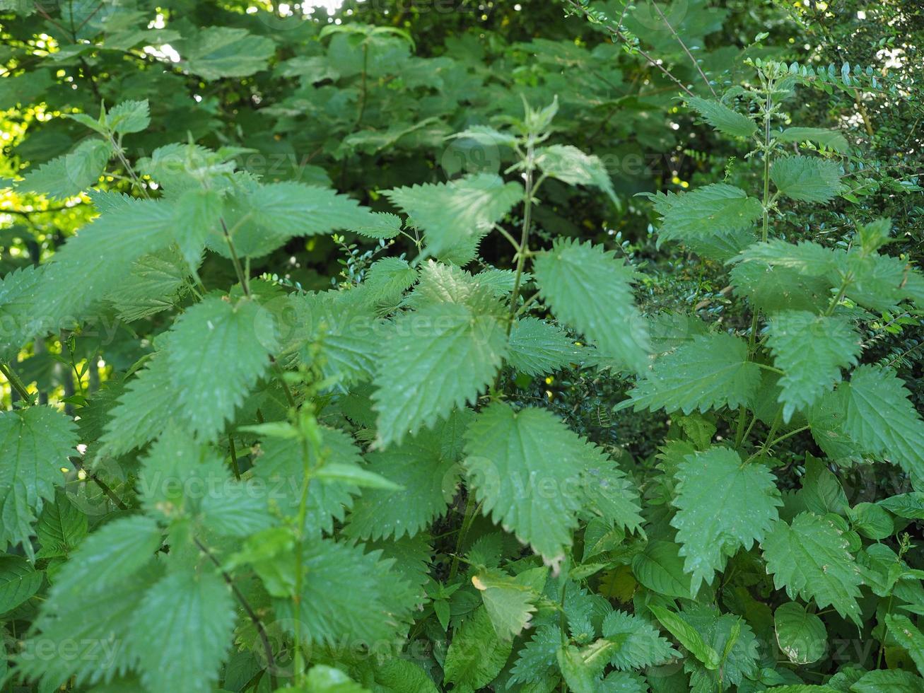 planta de ortiga urtica foto