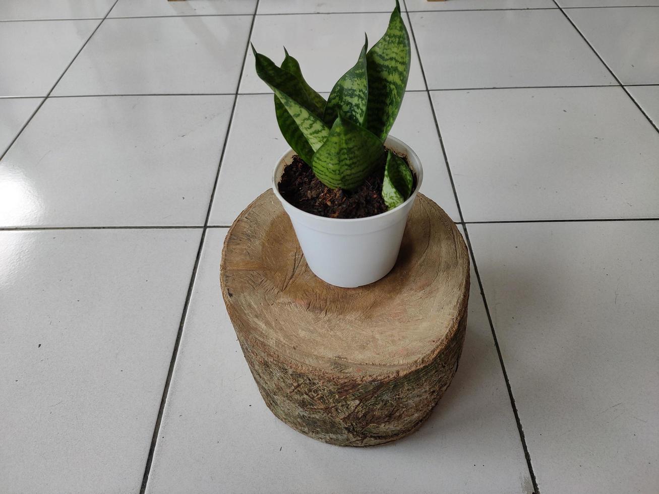 sansevieria trifasciata planta en el jardín con decoración de piedra blanca  5581013 Foto de stock en Vecteezy