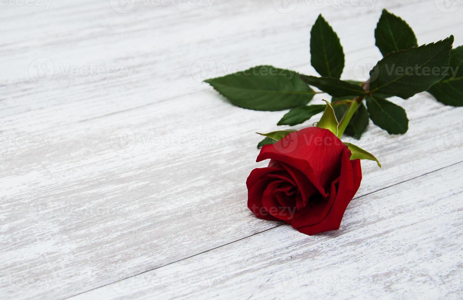 Red rose on a table photo