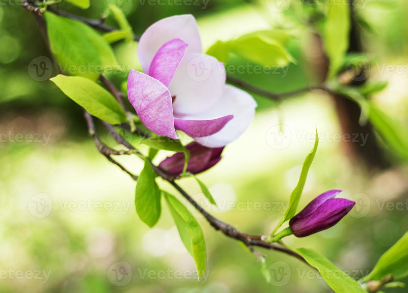 Spring magnolia flowers photo