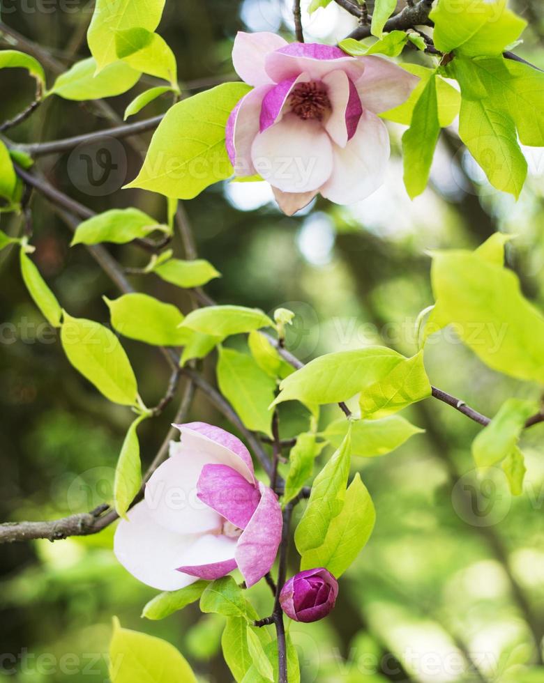 flores de magnolia de primavera foto