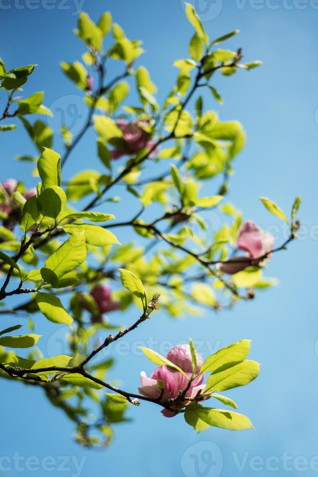 flores de magnolia de primavera foto