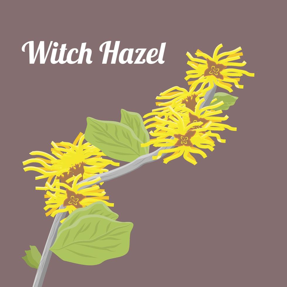 Hamamelis virginiana  or Witch Hazel suitable for Witch Hazel illustration vector