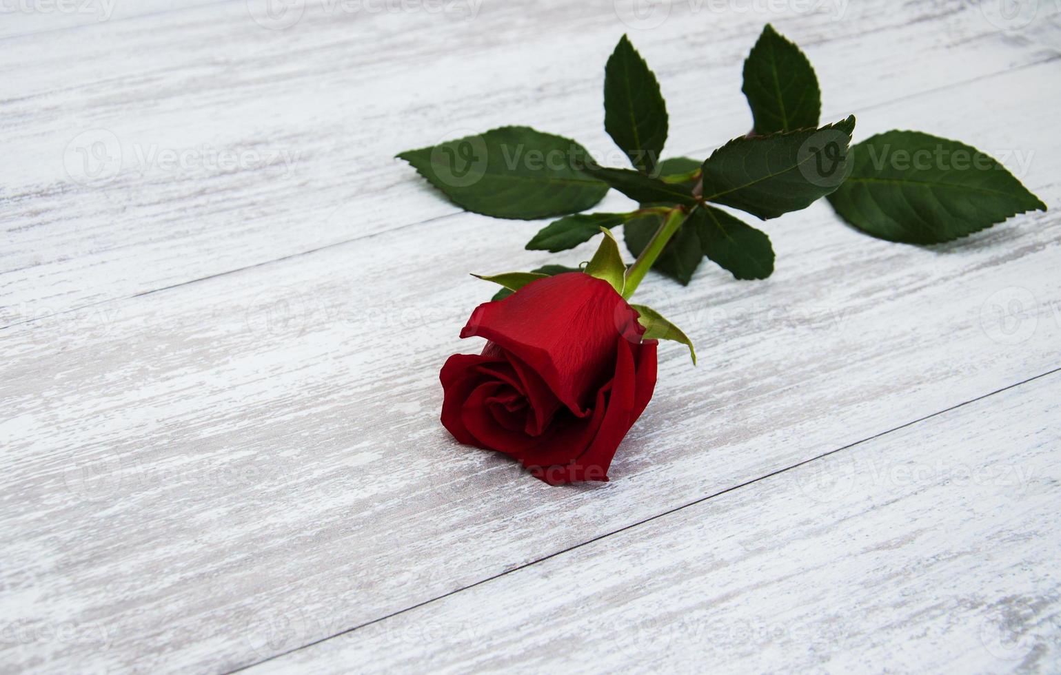 Red rose on a table photo