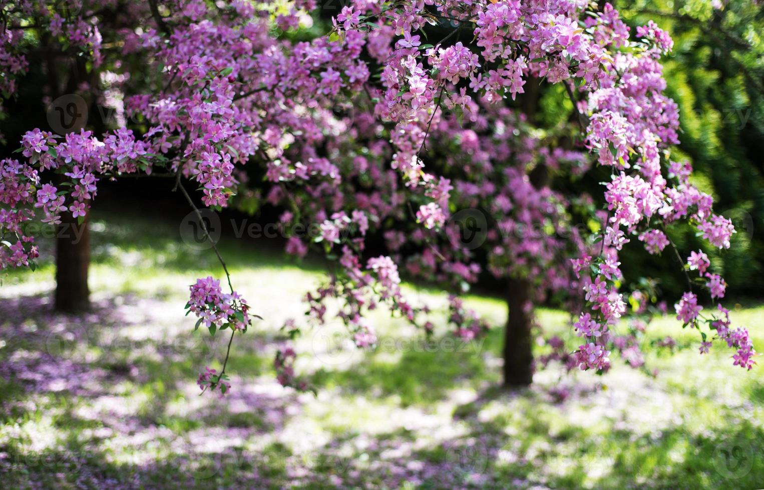 Spring pink blossom photo