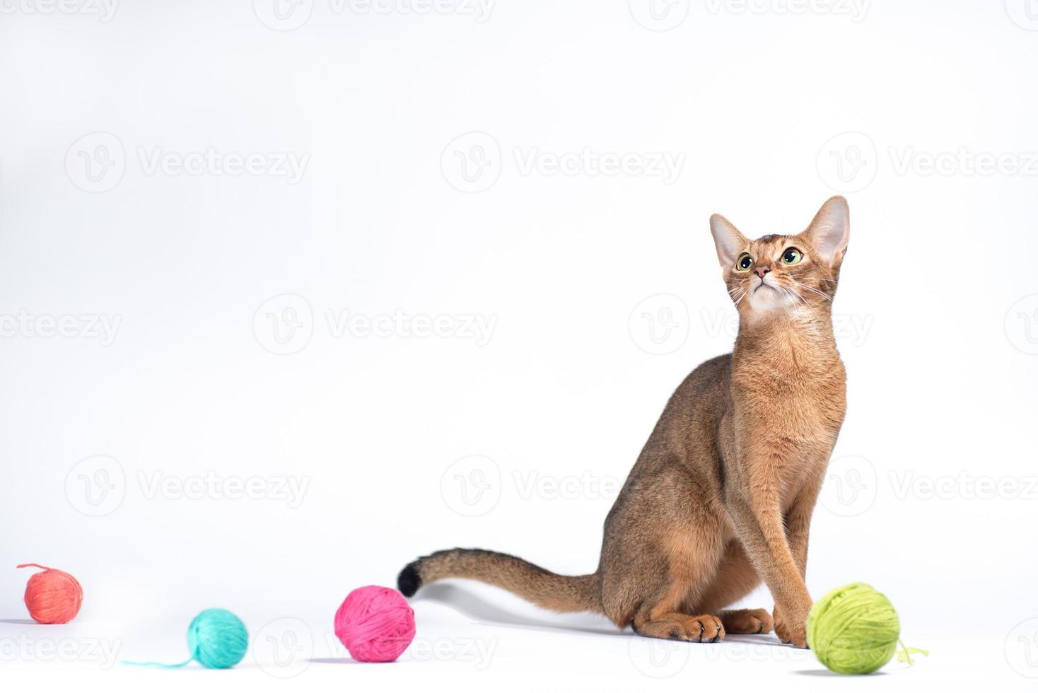 gato abisinio rojo adulto jugando sobre un fondo blanco foto