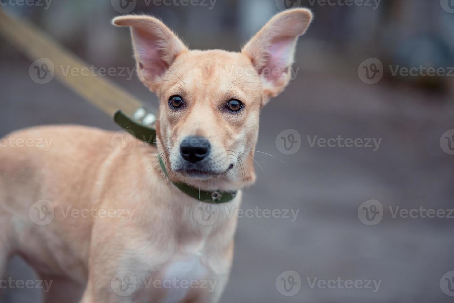 fawn mongrel puppy walks on a leash in cold weather photo