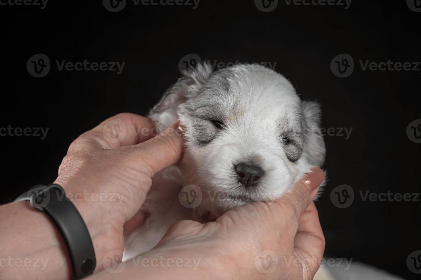 bozal de un cachorro blanco de la raza pastor del sur de Rusia en manos femeninas foto