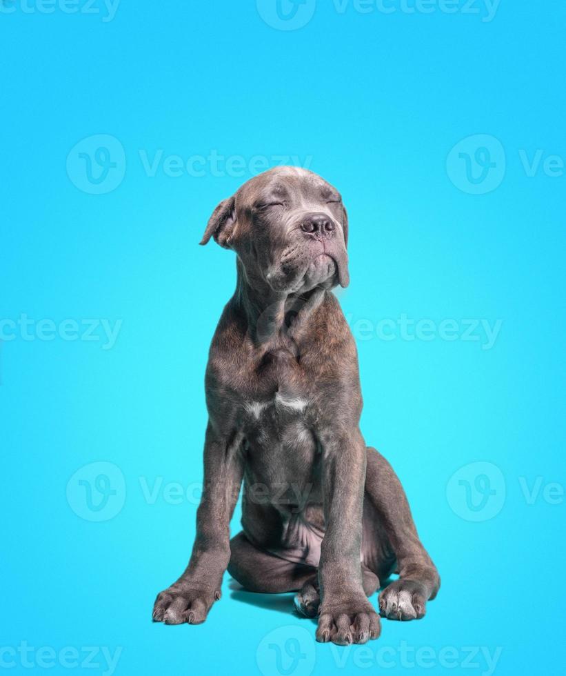 Cane Corso Italiano puppy photo