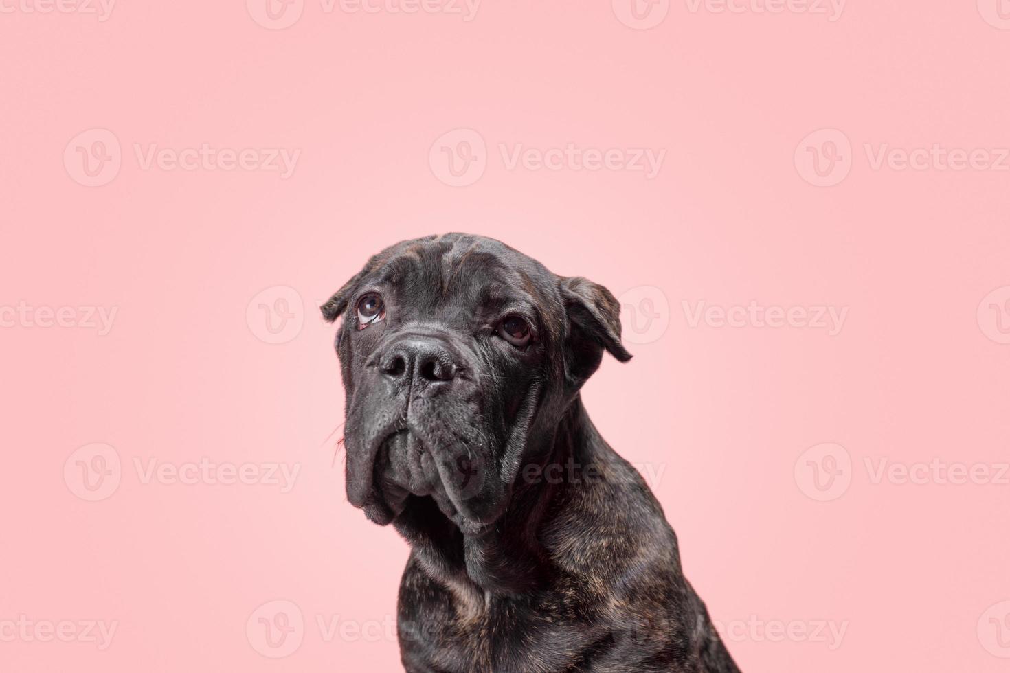 Cachorro atigrado de la raza cane corso tristemente mira hacia arriba sobre un fondo rosa foto