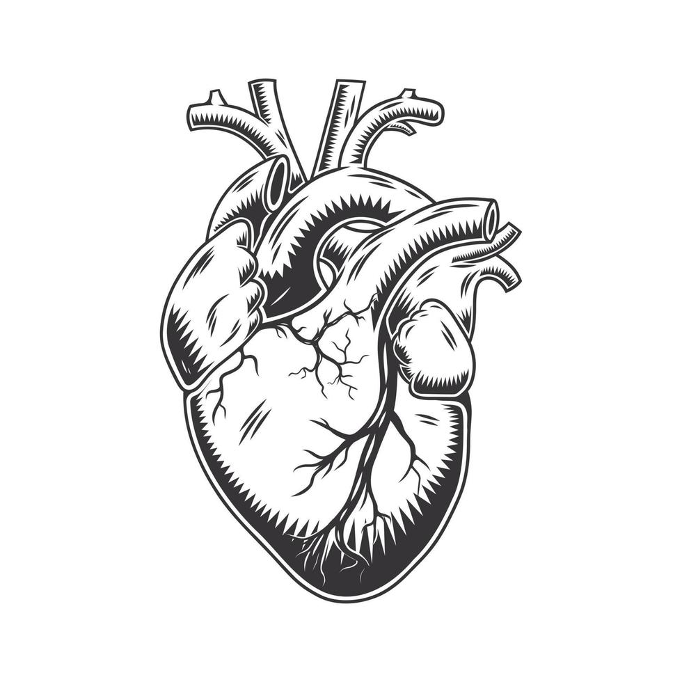 Human heart anatomically hand drawn line art. vintage Flash tattoo or print design vector illustration.