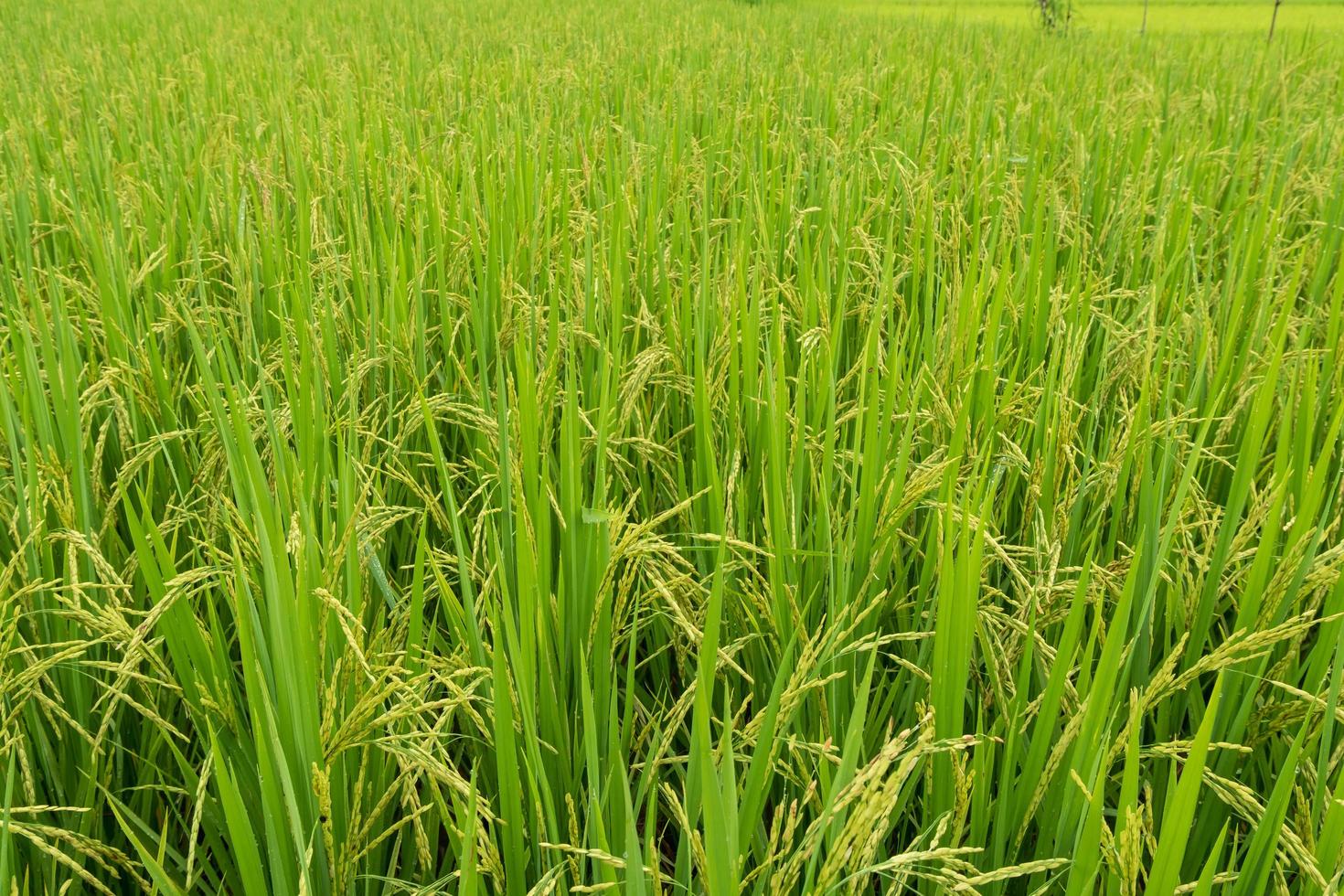 The ears of rice at the green rice fields in the rice fields photo