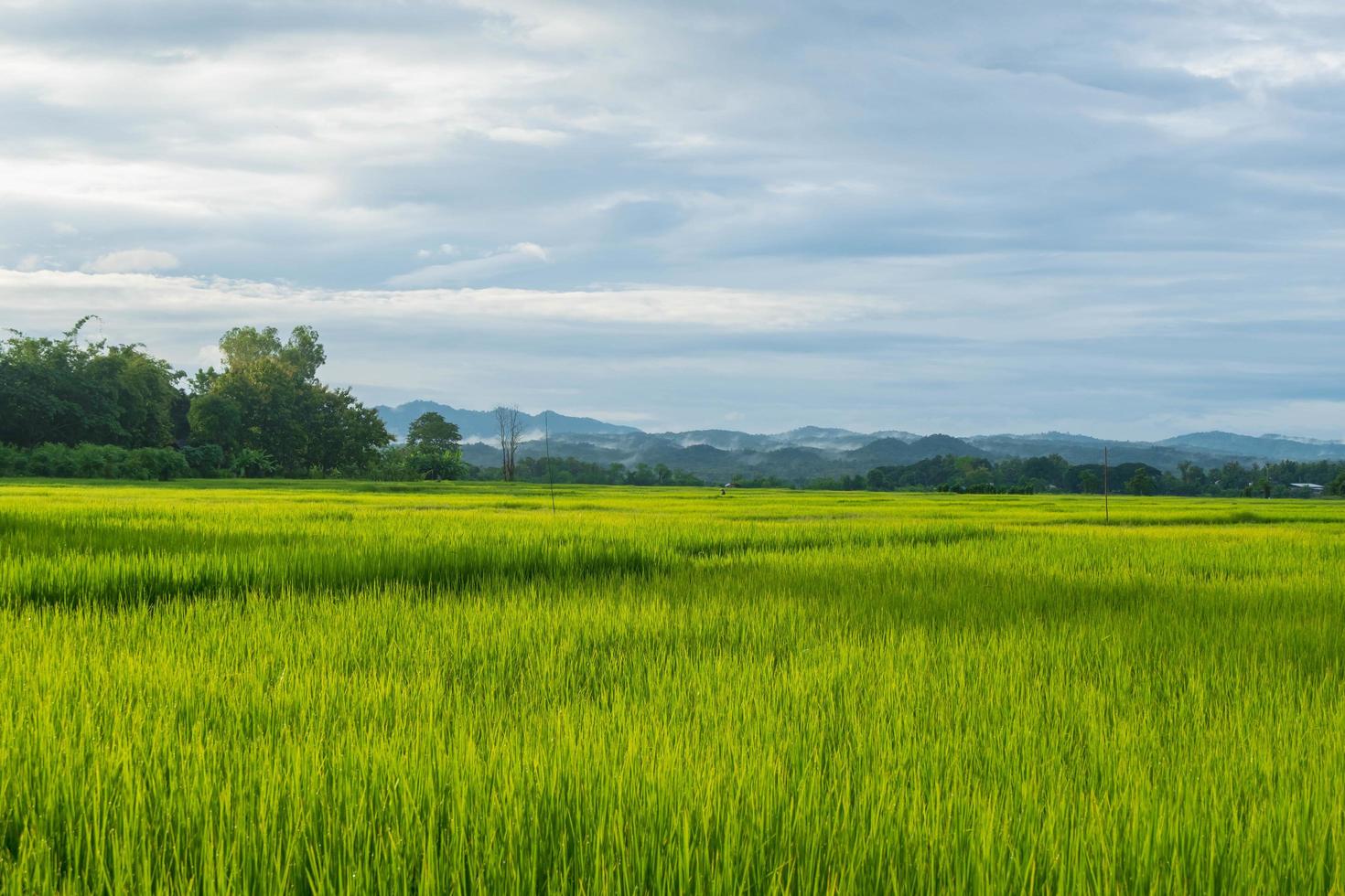 campos de arroz verde y un cielo lluvioso foto