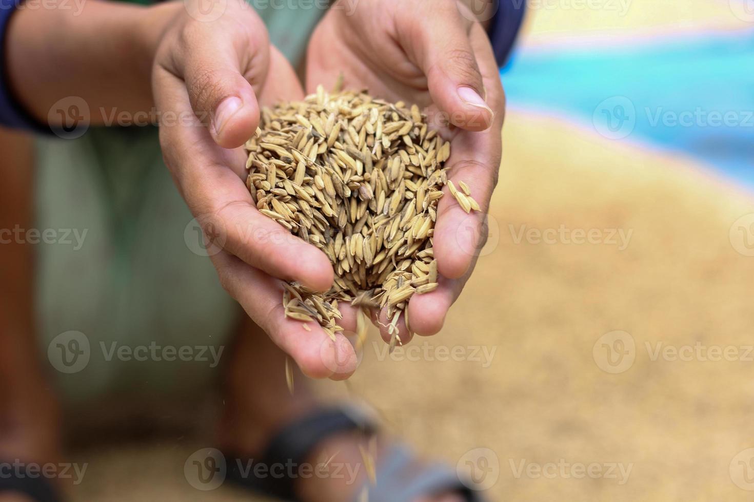 golden paddy seed photo