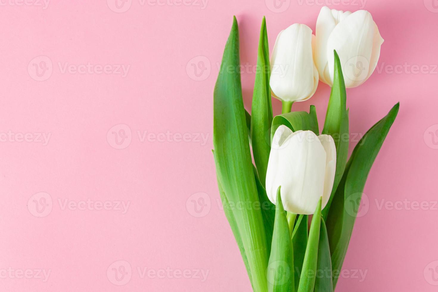 Fresh white tulips on pink background. photo