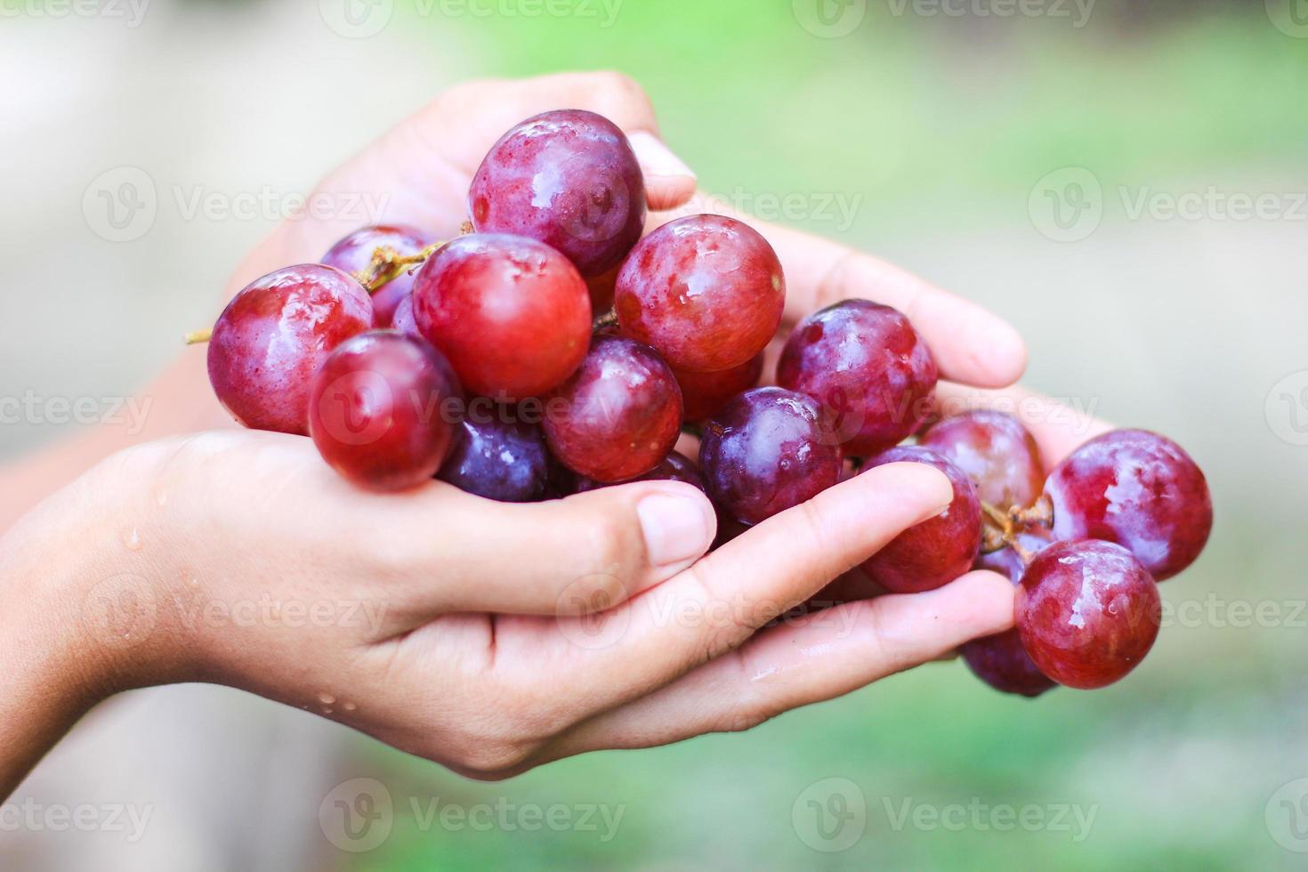 Fresh red grapes photo