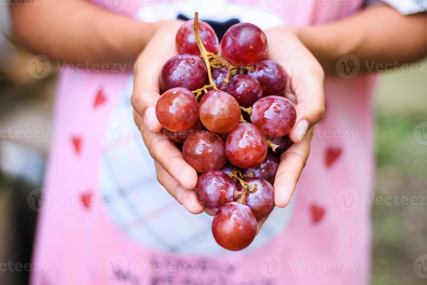 Fresh red grapes photo