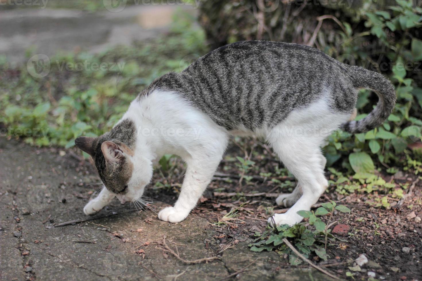 Cat poop on the ground photo