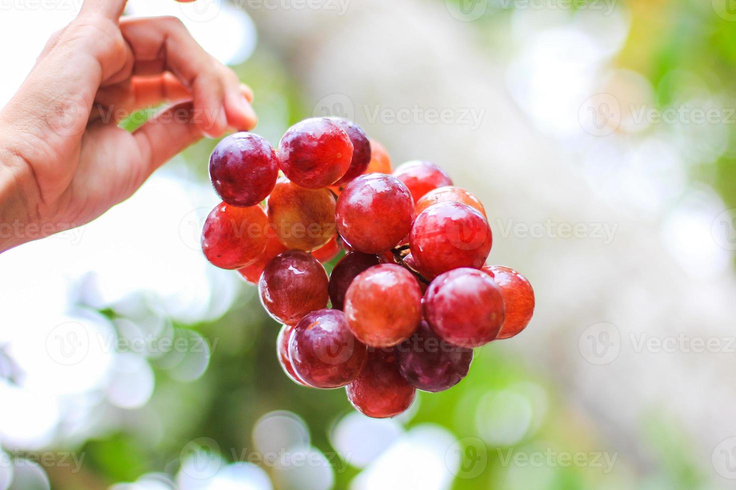 uvas rojas frescas foto