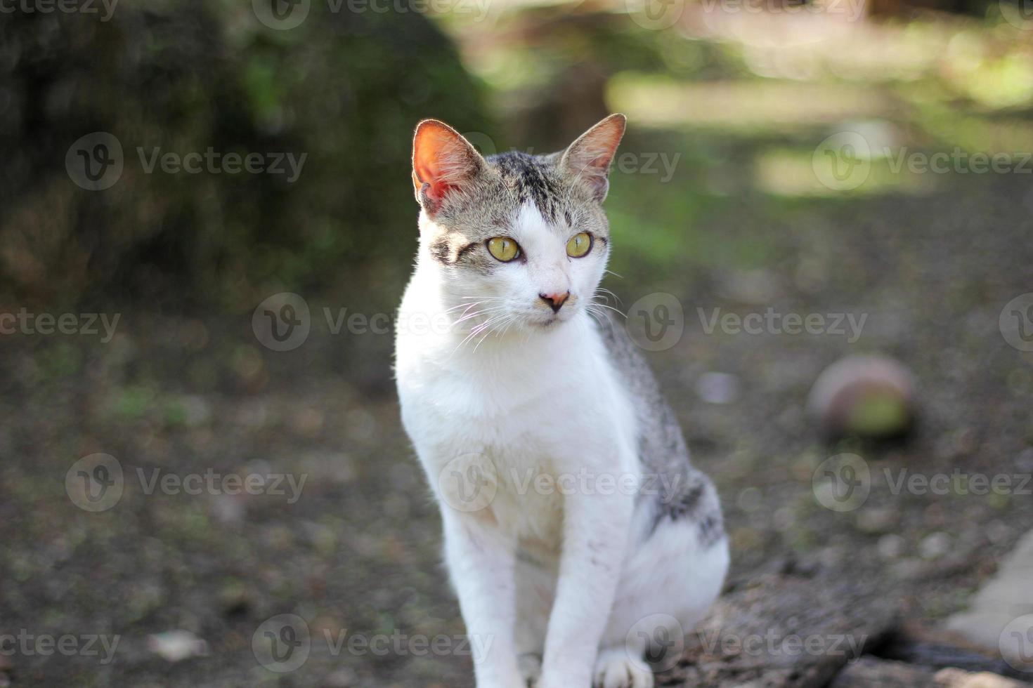 gato domestico blanco y negro foto